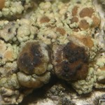 Lichenoconium lecanorae