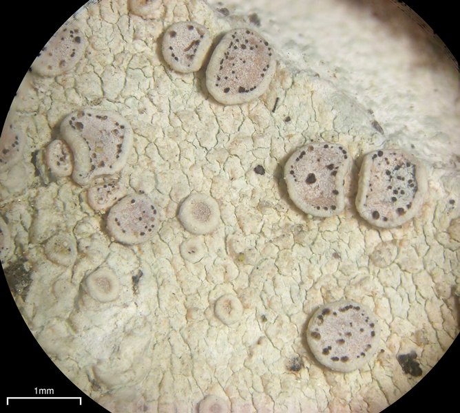 Lichenodiplis lecanorae