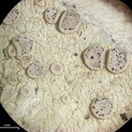 Lichenodiplis lecanorae