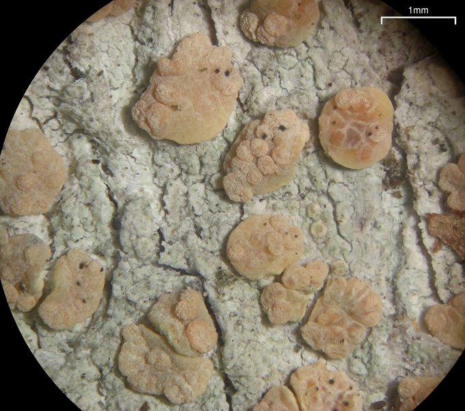 Lichenodiplis lecanorae