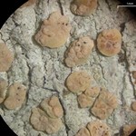 Lichenodiplis lecanorae