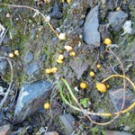 Lichenomphalia alpina