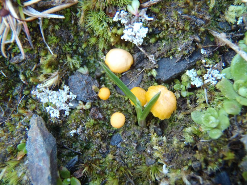 Lichenomphalia alpina