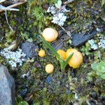 Lichenomphalia alpina