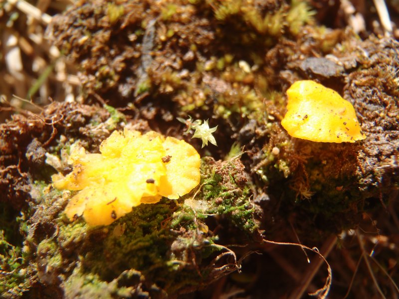Lichenomphalia alpina