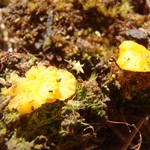 Lichenomphalia alpina