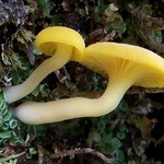 Lichenomphalia hudsoniana