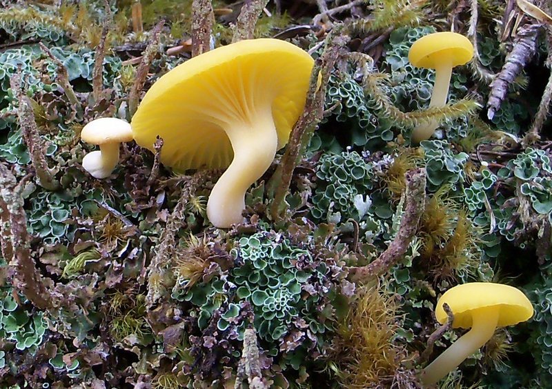 Lichenomphalia hudsoniana