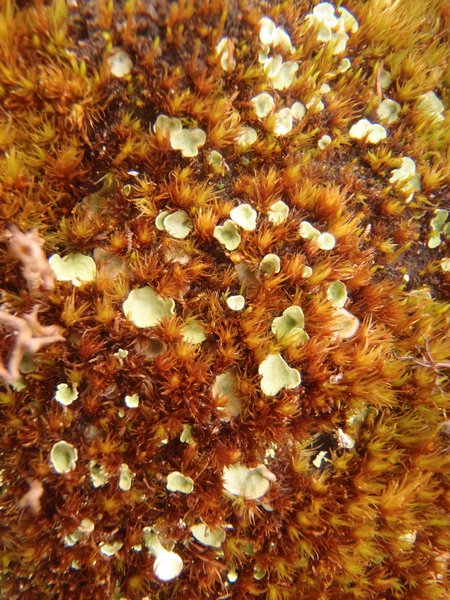 Lichenomphalia hudsoniana