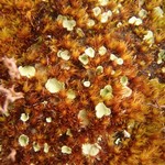Lichenomphalia hudsoniana