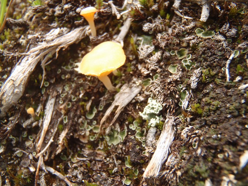 Lichenomphalia hudsoniana