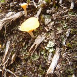 Lichenomphalia hudsoniana