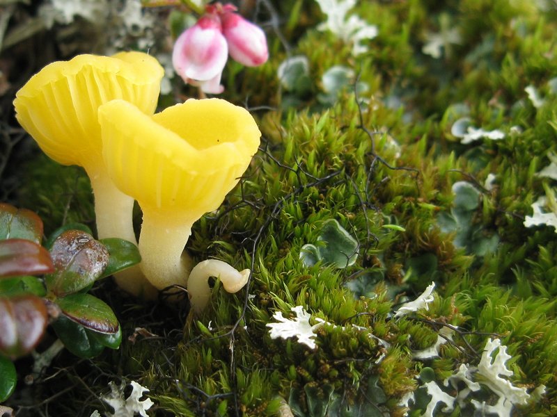 Lichenomphalia hudsoniana