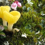 Lichenomphalia hudsoniana