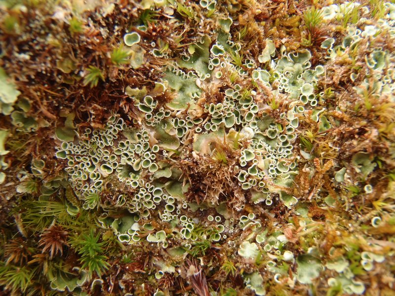 Lichenomphalia hudsoniana