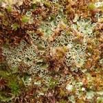 Lichenomphalia hudsoniana