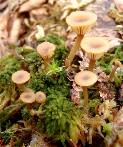 Lichenomphalia umbellifera