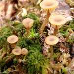 Lichenomphalia umbellifera