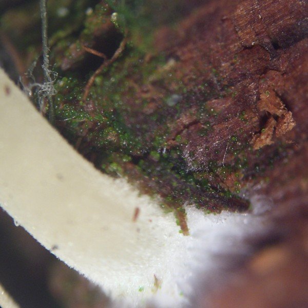Lichenomphalia umbellifera