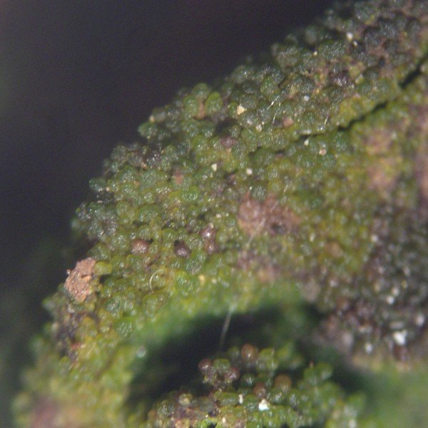 Lichenomphalia umbellifera