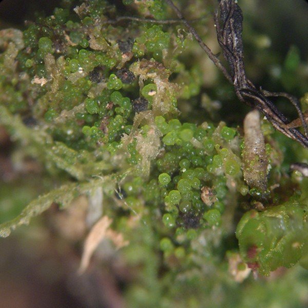 Lichenomphalia umbellifera