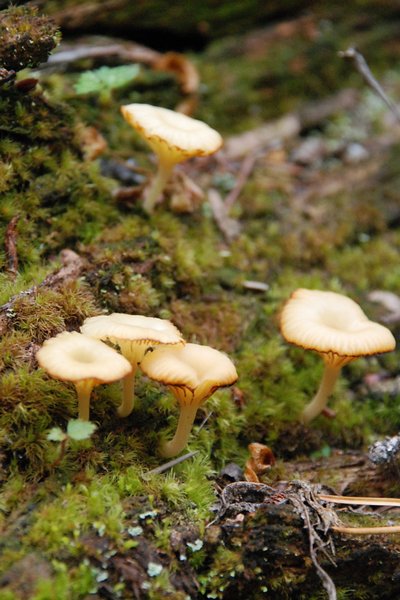 Lichenomphalia umbellifera