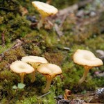 Lichenomphalia umbellifera