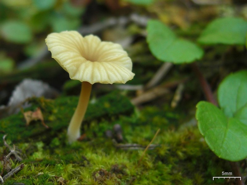 Lichenomphalia umbellifera