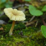 Lichenomphalia umbellifera