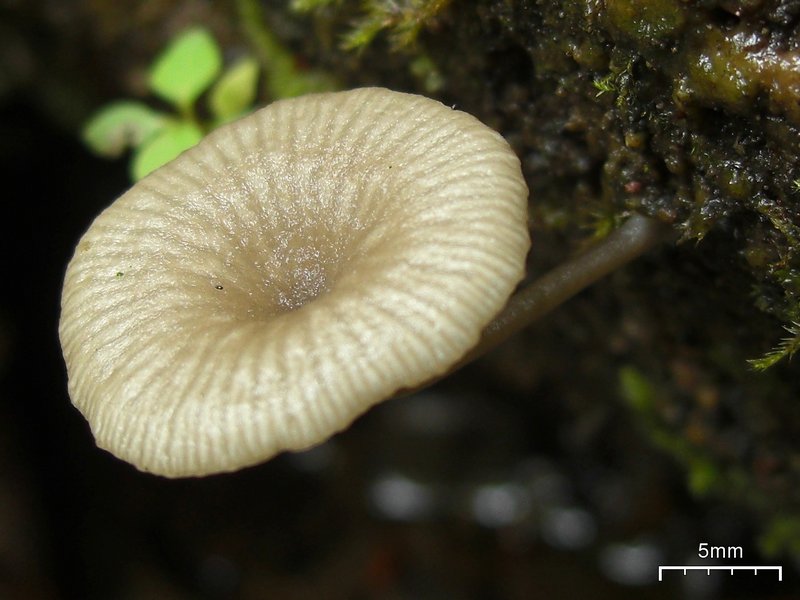 Lichenomphalia umbellifera