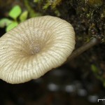 Lichenomphalia umbellifera