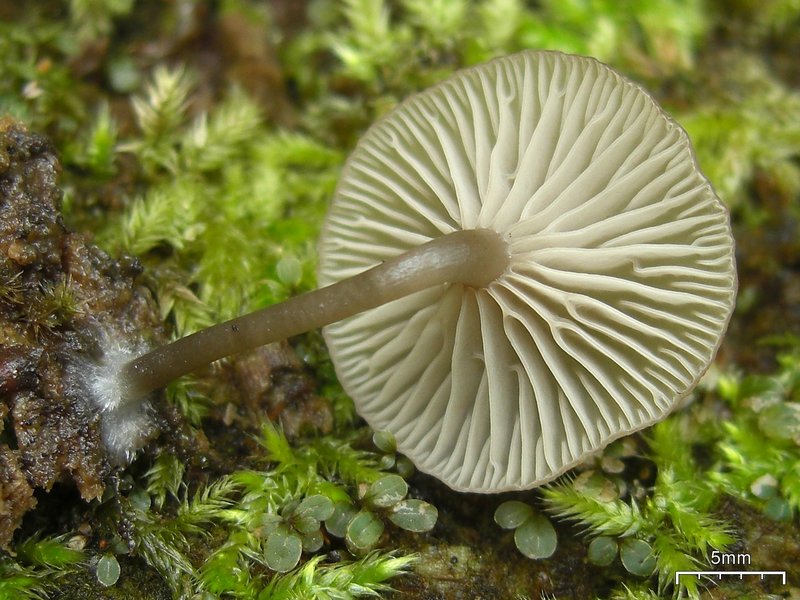 Lichenomphalia umbellifera