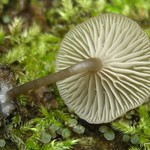 Lichenomphalia umbellifera