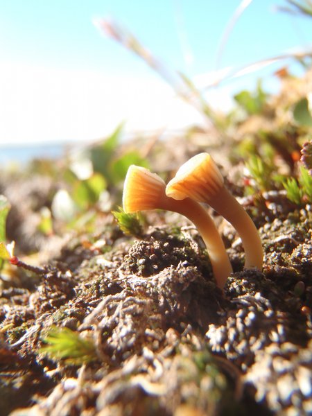 Lichenomphalia umbellifera