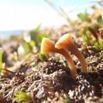Lichenomphalia umbellifera