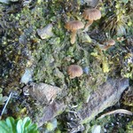 Lichenomphalia velutina