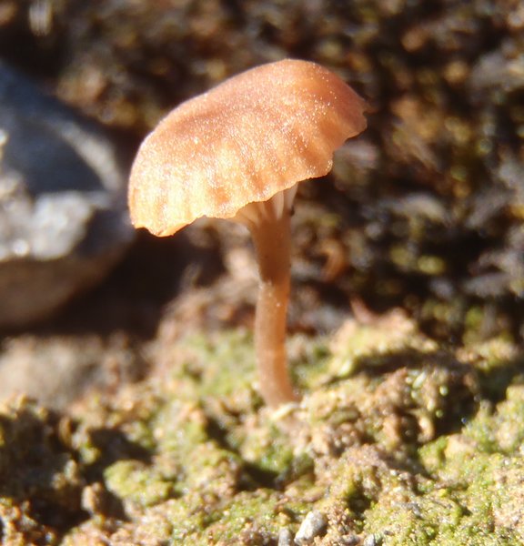 Lichenomphalia velutina