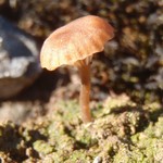 Lichenomphalia velutina