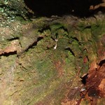 Lichenomphalia velutina