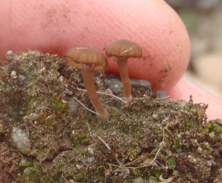 Lichenomphalia velutina