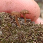Lichenomphalia velutina