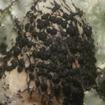 Lichenopuccinia poeltii