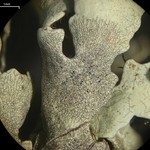 Lichenostigma cosmopolites