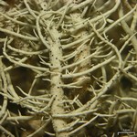 Lichenostigma maureri