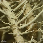 Lichenostigma maureri