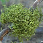Lichenostigma maureri