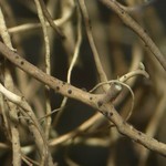 Lichenostigma maureri