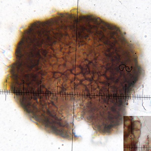 Lichenostigma saxicola