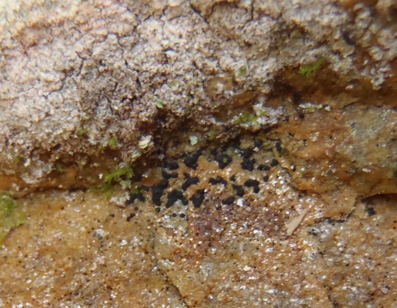 Lichenostigma saxicola
