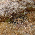 Lichenostigma saxicola